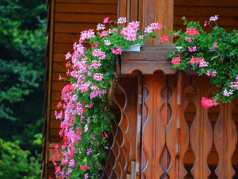 Pink Flowers on Balcony