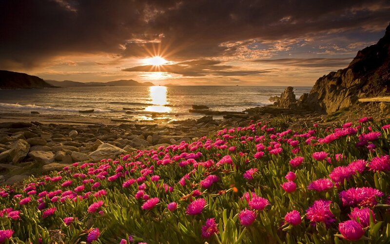 Pink Flowers on Beach — Dramatic, Sunset