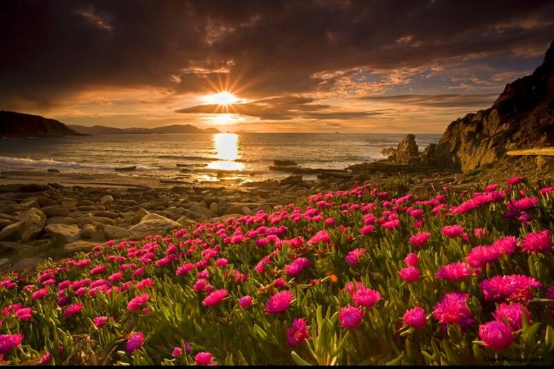 Pink Flowers on Beach — Dramatic