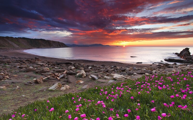 Pink Flowers on Beach — Purple, Dramatic, Sunset, Photograph, Ocean, Cliffs