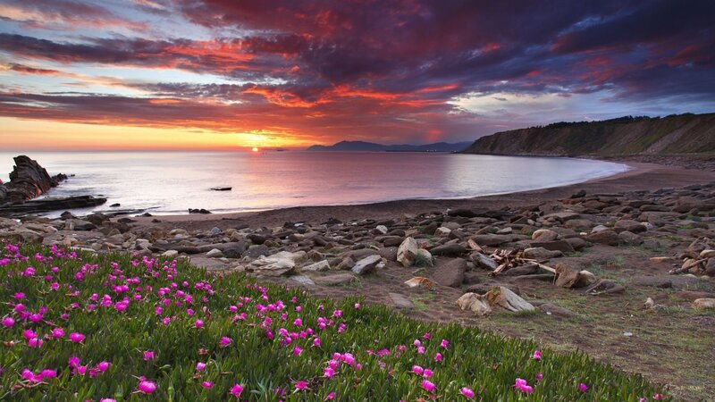 Pink Flowers on Beach — Purple, Dramatic, Sunset, Photograph