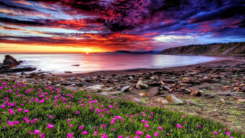 Pink Flowers on Beach — Purple, Dramatic, Sunset