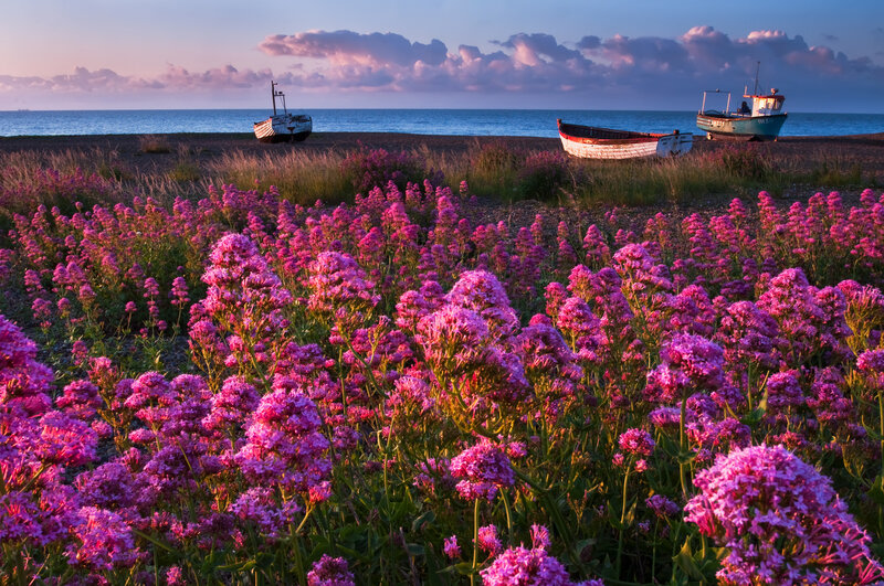 Pink Flowers on Beach — Purple, Serene