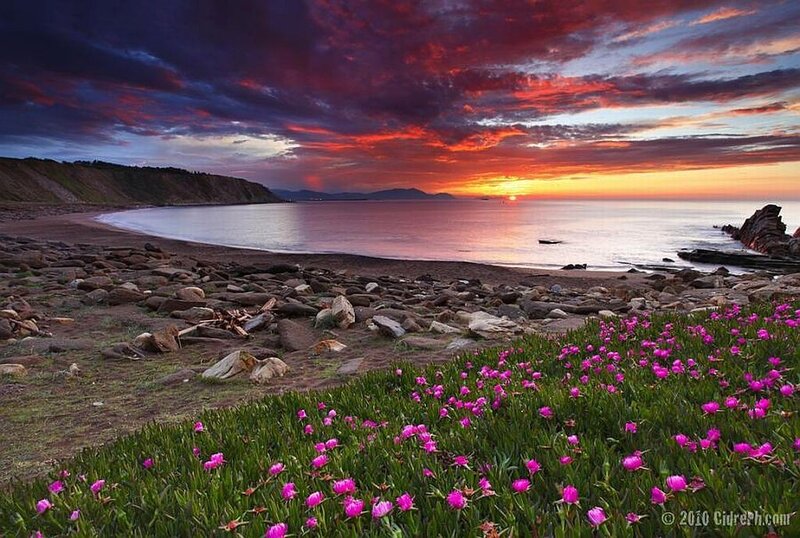 Pink Flowers on Beach — Purple