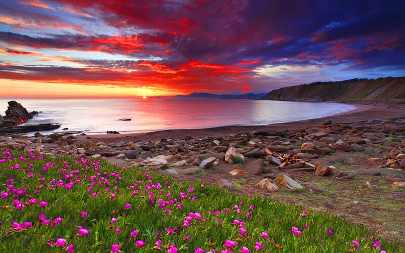 Pink Flowers on Beach — Red