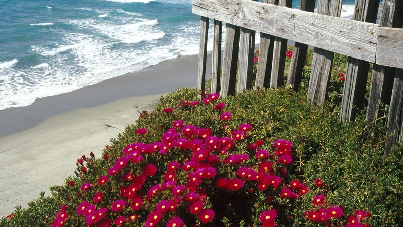 Pink Flowers on Beach — Serene, Afternoon