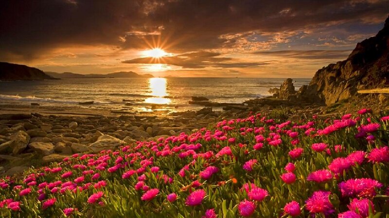 Pink Flowers on Beach — Serene, Sunset, Photograph, Ocean