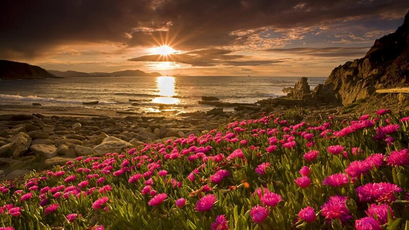 Pink Flowers on Beach — Serene, Sunset, Photograph