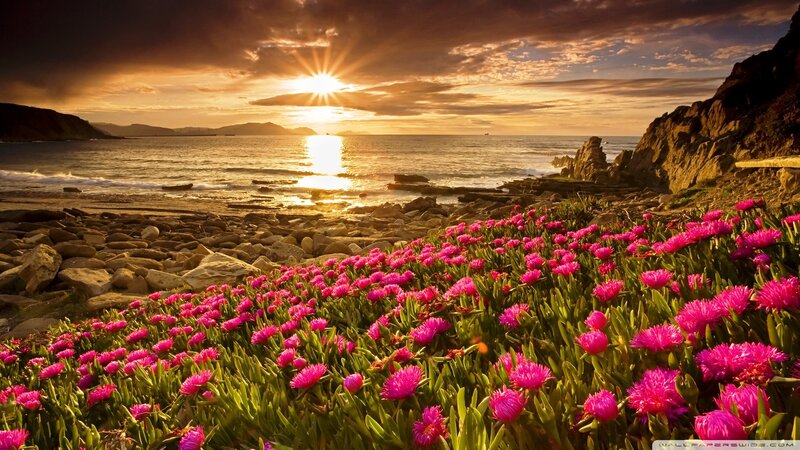 Pink Flowers on Beach — Serene, Sunset
