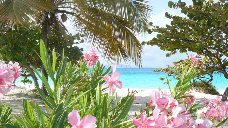 Pink Flowers on Beach — Serene