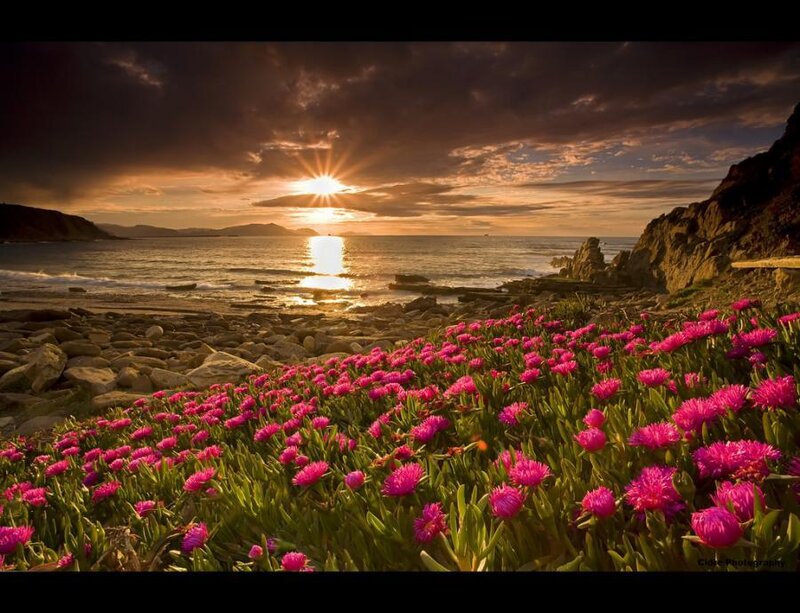 Pink Flowers on Beach