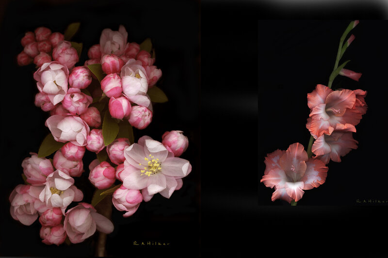 Pink flowers on black background