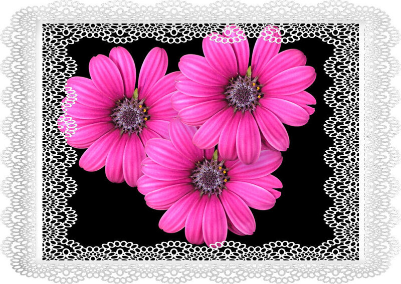 Pink flowers on black background