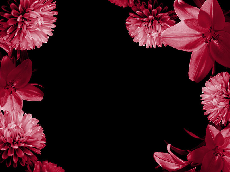 Pink Flowers on Black — Dramatic