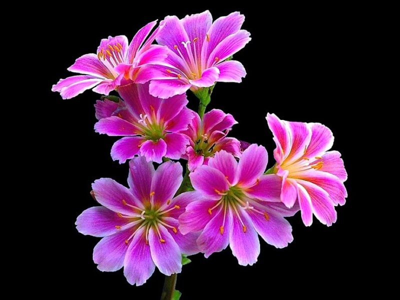 Pink Flowers on Black — Purple