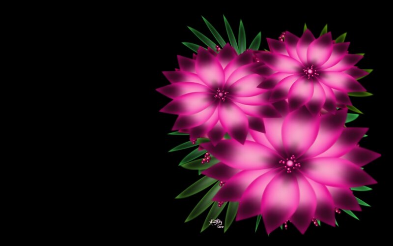 pink flowers on black
