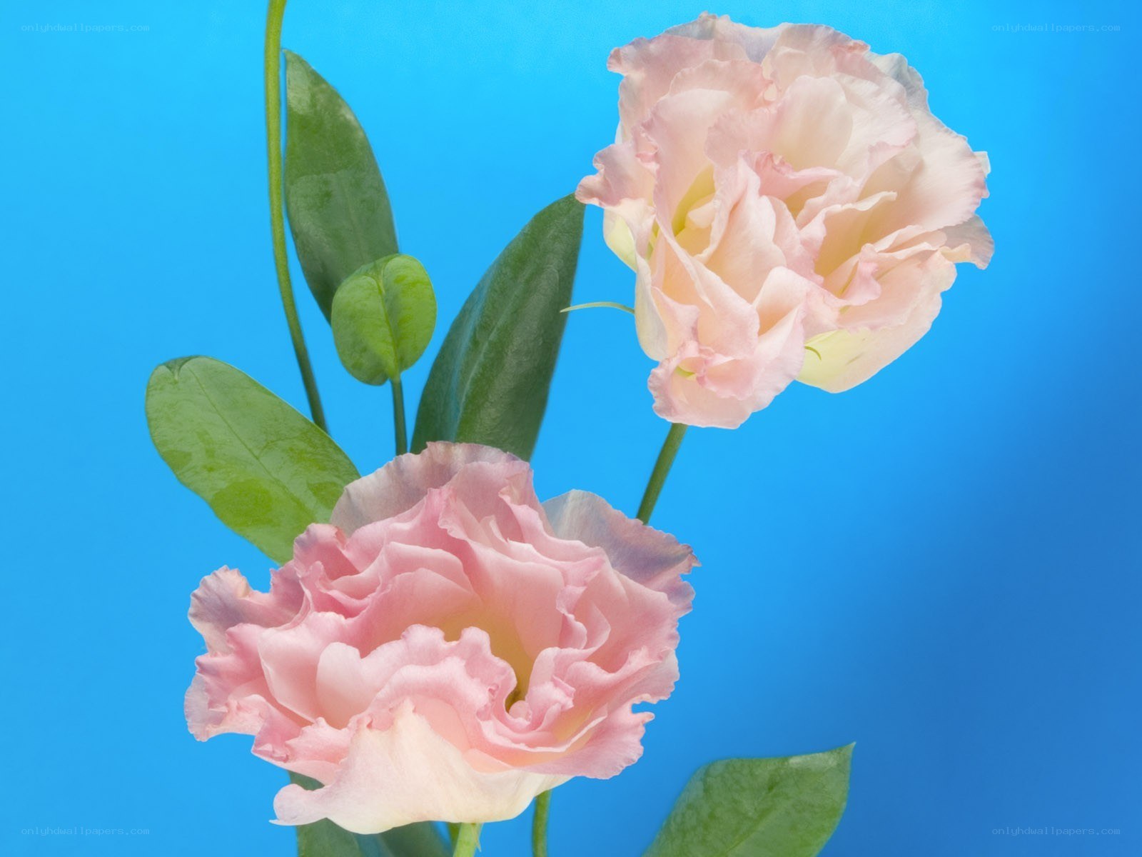 Pink flowers on blue background
