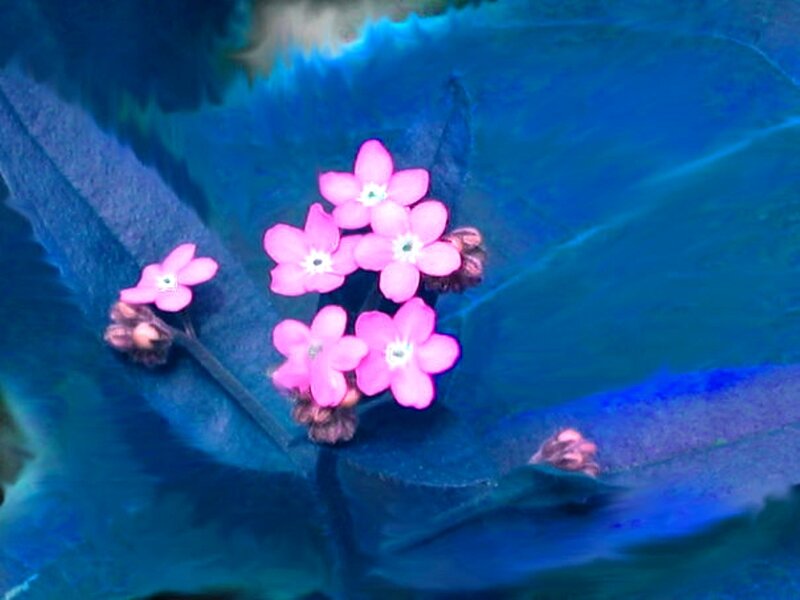 Pink Flowers on Blue Leaf