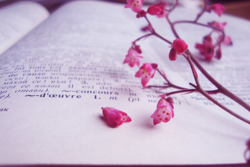 Pink Flowers on Book — Serene, Photograph, Stem