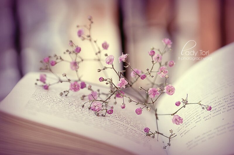 Pink Flowers on Book — Serene, Photograph, Text