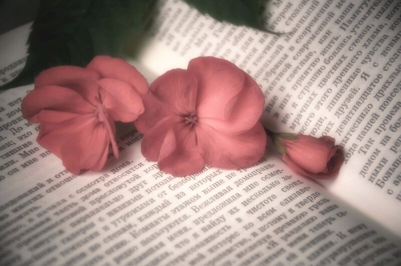 Pink Flowers on Book — Serene, Photograph