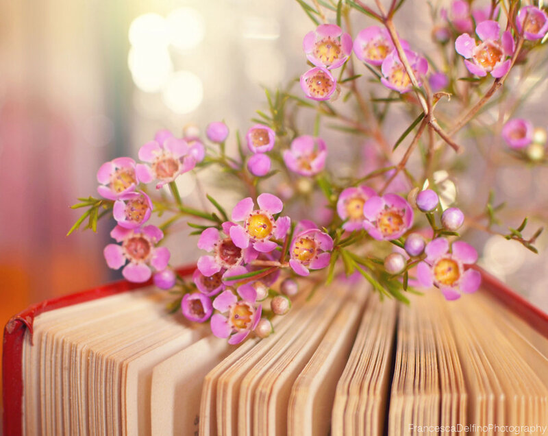 Pink Flowers on Book — Serene, Spring