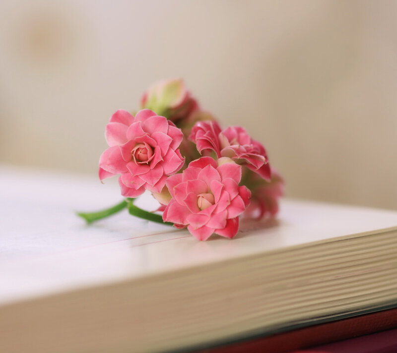 Pink Flowers on Book — Serene