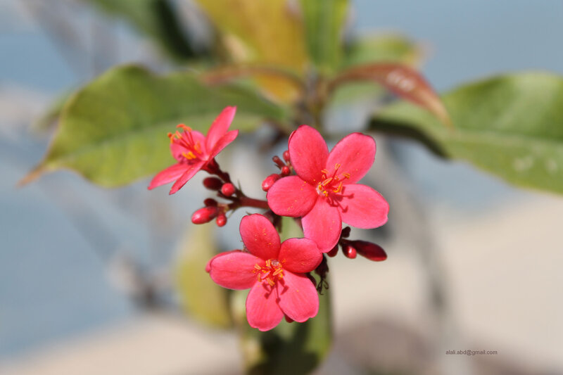Pink Flowers on Branch — Calm, Afternoon