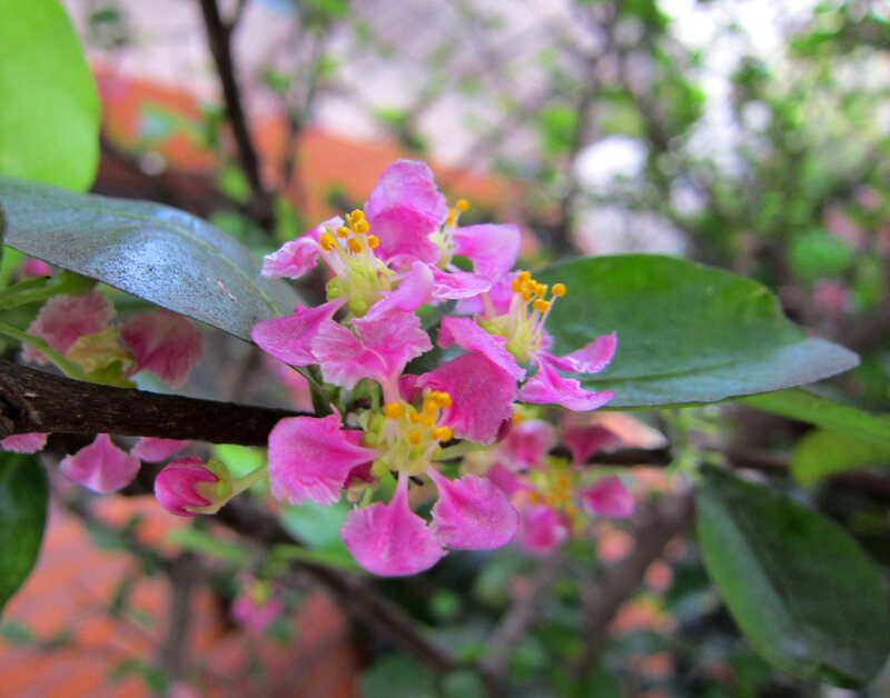 Pink Flowers on Branch — Calm, Spring, Photograph