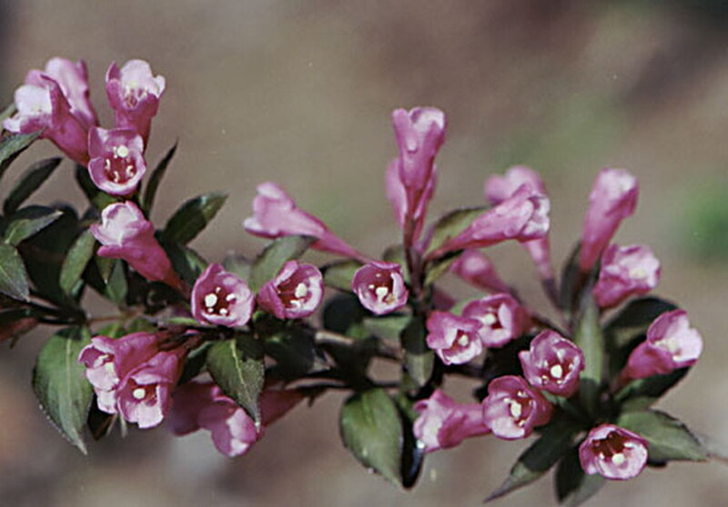 Pink Flowers on Branch — Calm, Spring