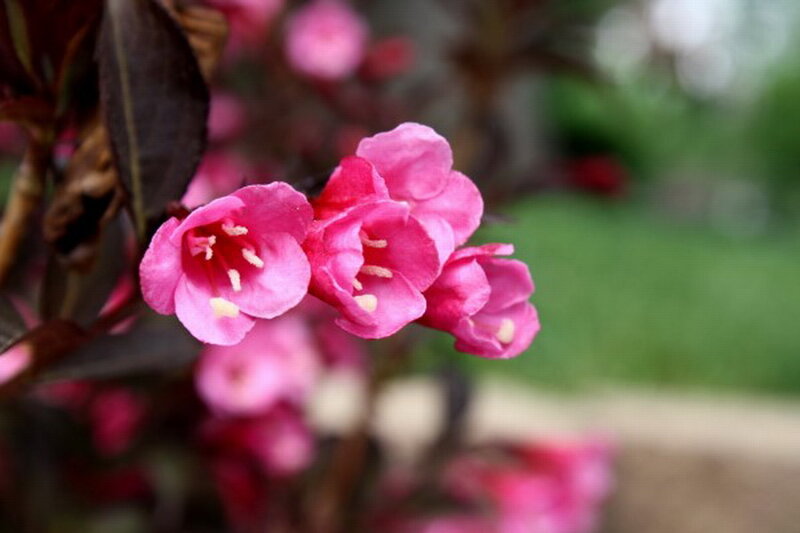 Pink Flowers on Branch — Calm