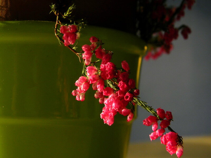 Pink Flowers on Branch — Dramatic