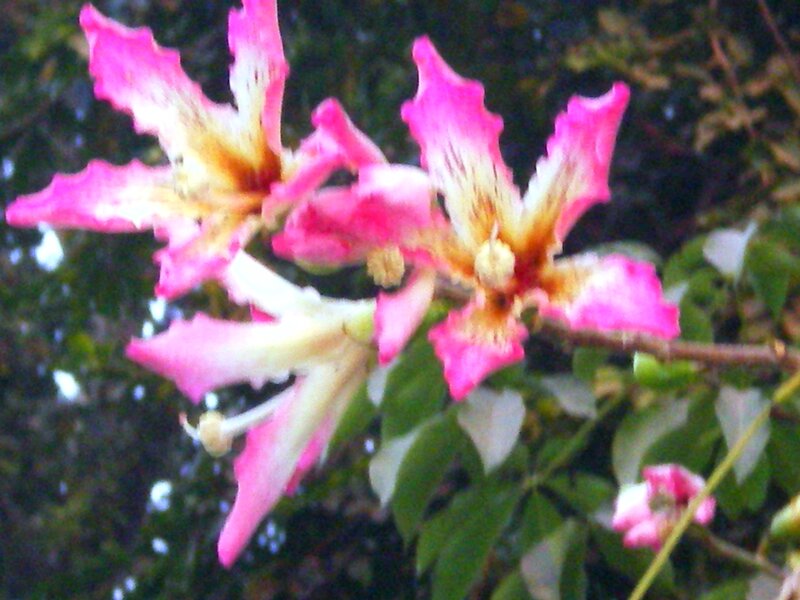 Pink Flowers on Branch — Natural