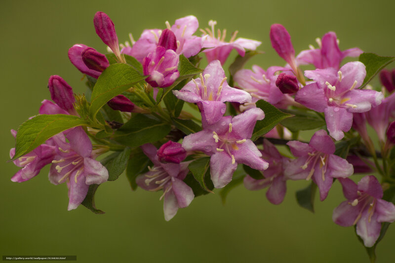 Pink Flowers on Branch — Purple