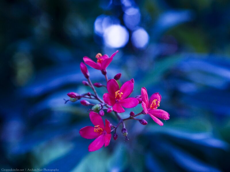 Pink Flowers on Branch — Serene, Night