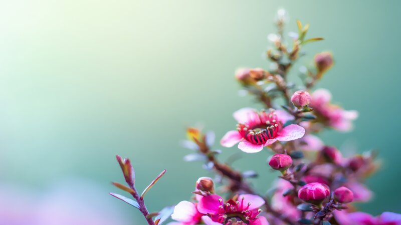 Pink Flowers on Branch — Serene, Spring, Photograph, Buds