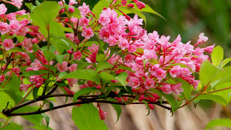 Pink Flowers on Branch — Serene, Spring, Photograph, Green Leaves