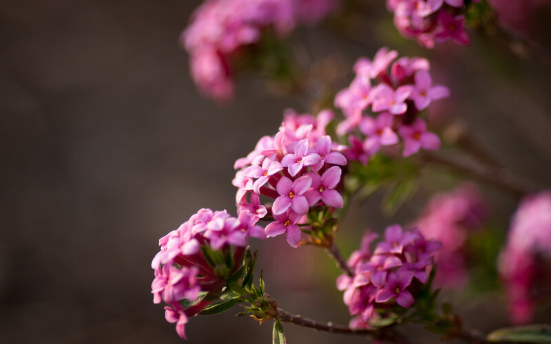 Pink Flowers on Branch — Serene, Spring, Photograph