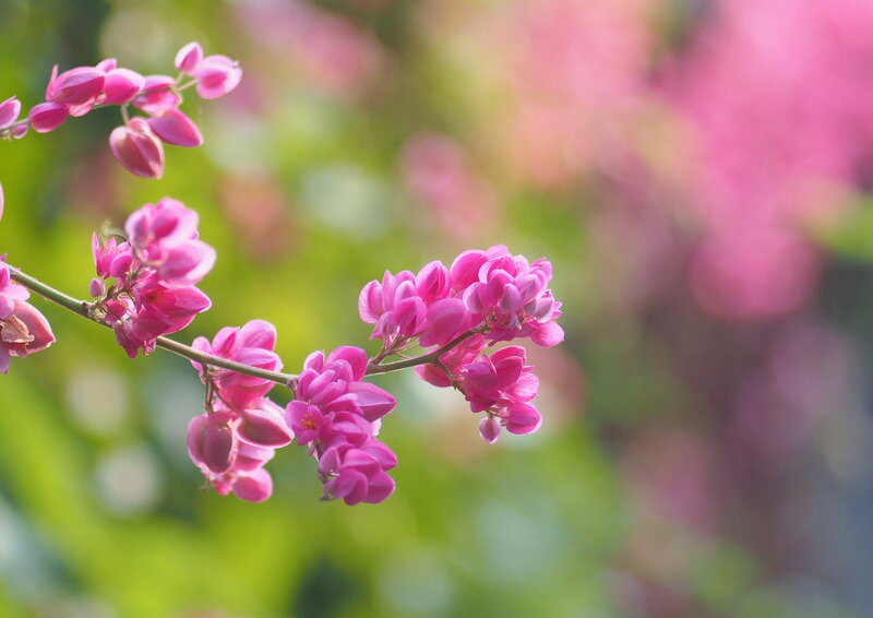Pink Flowers on Branch — Serene, Spring