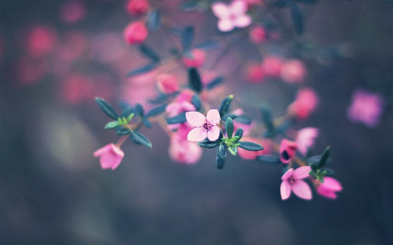 Pink Flowers on Branch — Serene