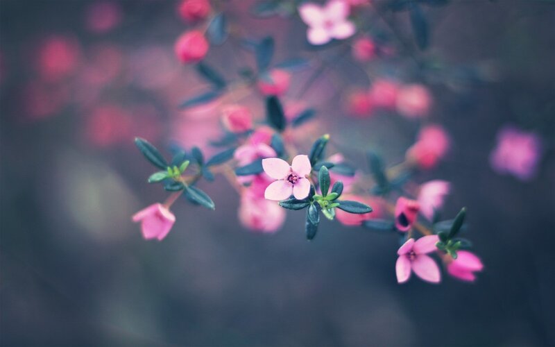 Pink Flowers on Branch