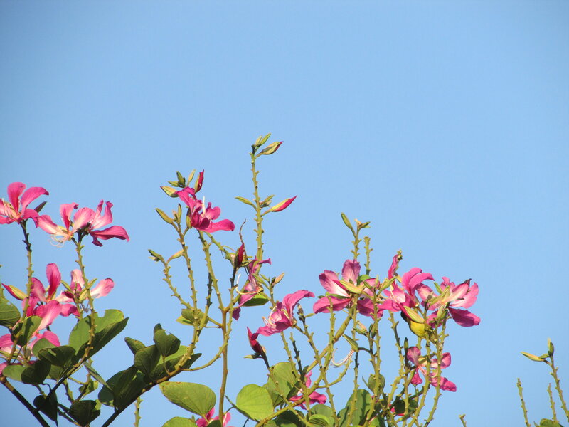 Pink Flowers on Branches — Blue