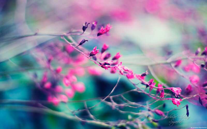 Pink Flowers on Branches — Dreamy