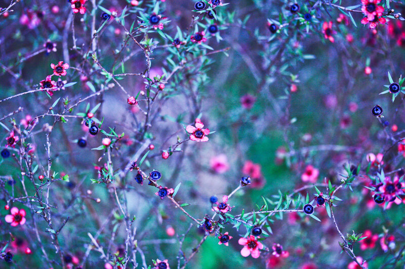 Pink Flowers on Branches — Purple, Dreamy