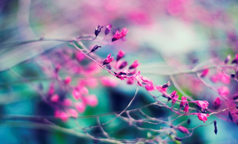 Pink Flowers on Branches — Serene, Photograph