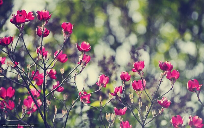 Pink Flowers on Branches — Serene, Spring