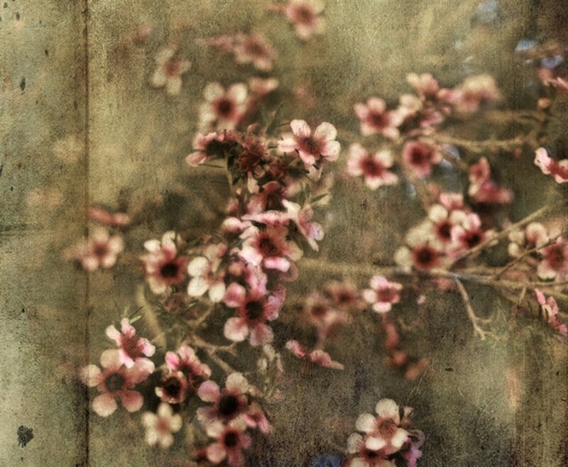 Pink Flowers on Branches