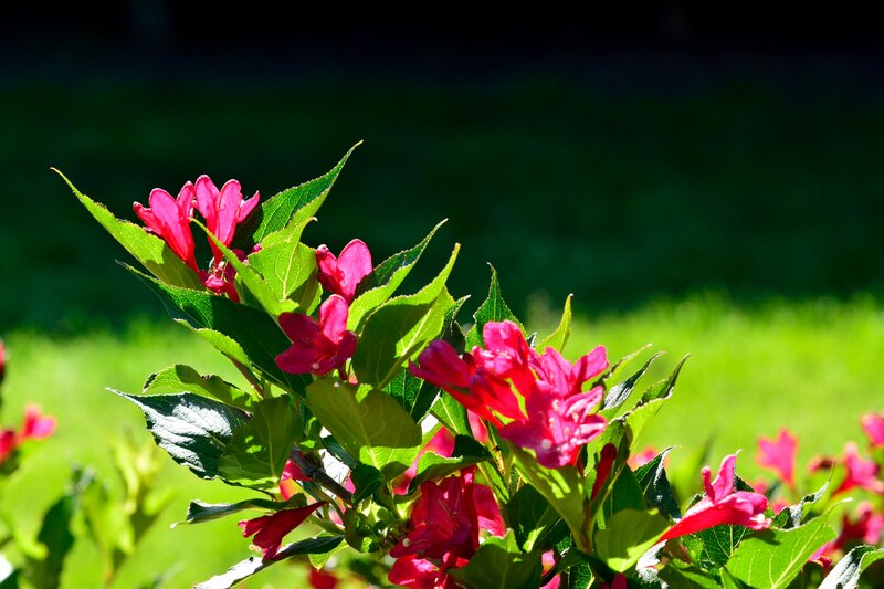 Pink Flowers on Bush — Bright