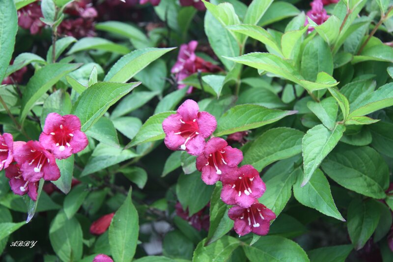 Pink Flowers on Bush — Calm, Spring, Photograph