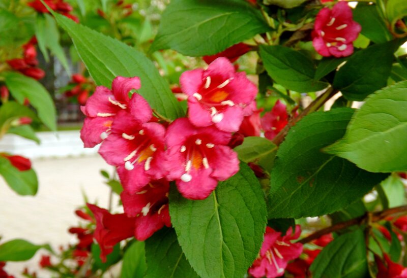 Pink Flowers on Bush — Calm, Spring
